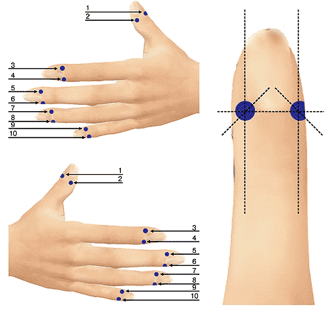 Расположение концевых точек меридианов тыльной поверхности кистей