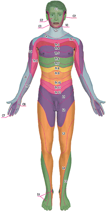 Сегментарная иннервация тела человека (передняя поверхность)