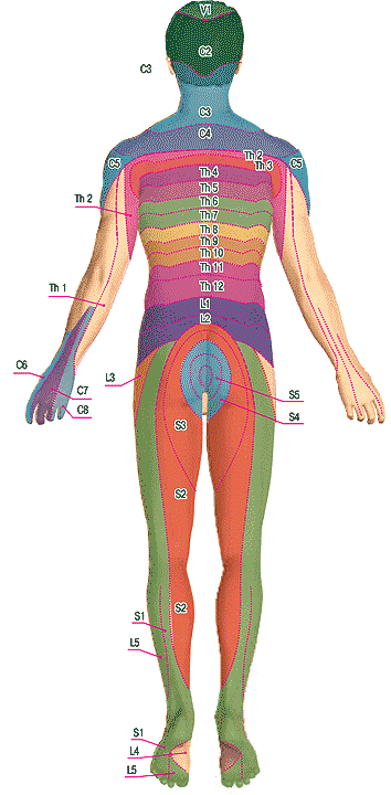 Сегментарная иннервация тела человека (задняя поверхность).