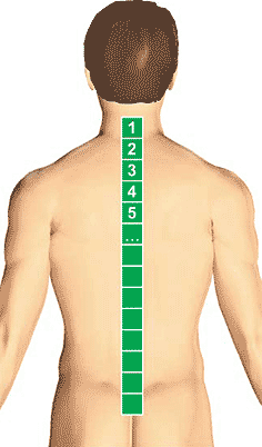 Схема обработки срединной линии спины