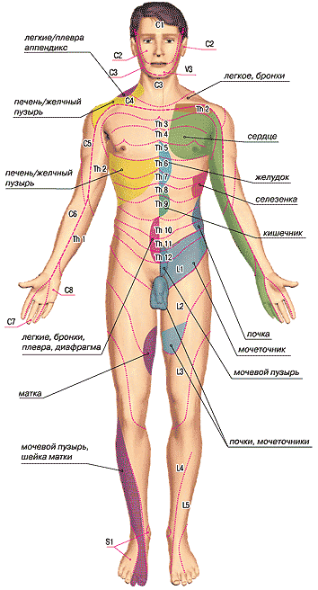 Топография триггерных зон при некоторых внутренних заболеваниях на коже передней поверхности тела (зоны болевых ощущений и кожной гиперестезии Захарьина-Геда).