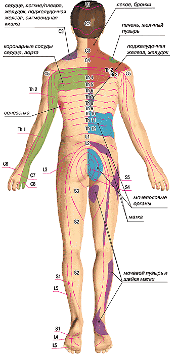 Топография триггерных зон при некоторых внутренних заболеваниях на коже задней поверхности тела (зоны болевых ощущений и кожной гиперестезии Захарьина-Геда).